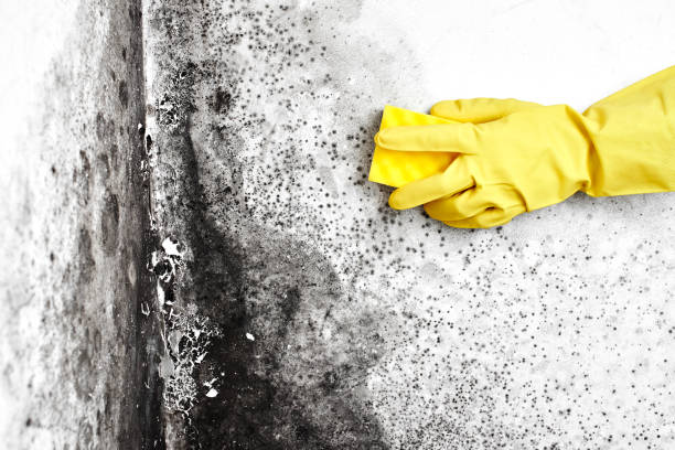Certified Mold Removal in Carlstadt, NJ