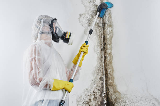 Best Professional Mold Removal  in Carlstadt, NJ