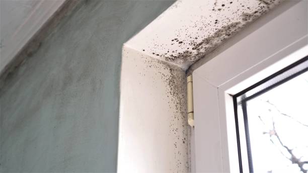 Office Mold Removal Services in Carlstadt, NJ