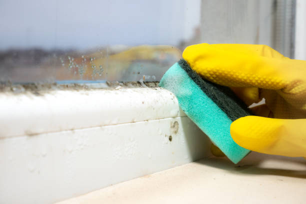 Best Home Mold Removal  in Carlstadt, NJ