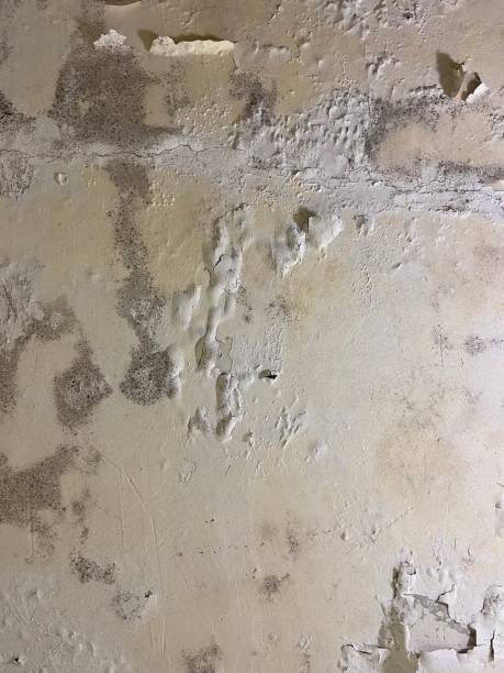 Best Crawl Space Mold Removal  in Carlstadt, NJ
